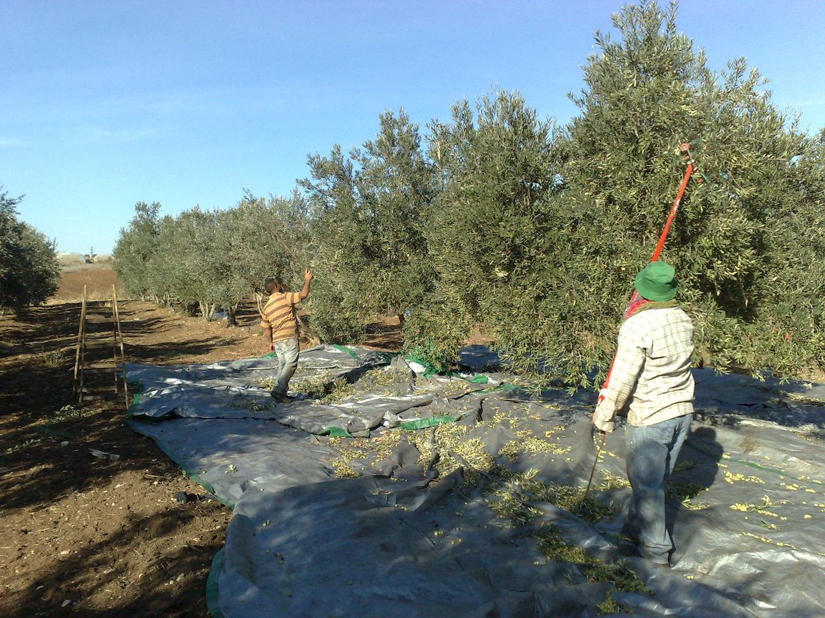 Peace Tent Villa Kfar Rut Екстериор снимка