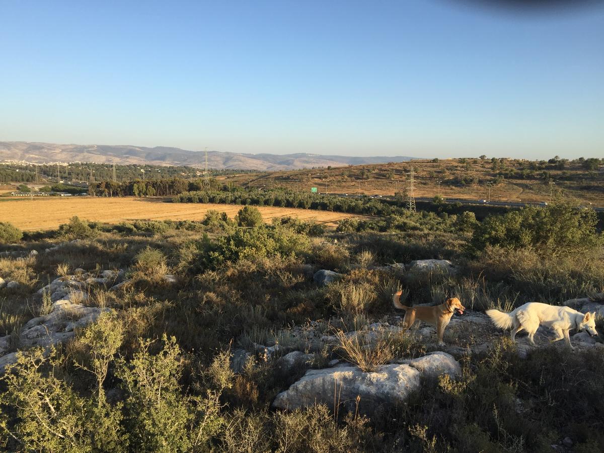 Peace Tent Villa Kfar Rut Екстериор снимка